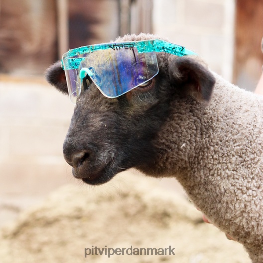 Pit Viper baja blaster 2000'erne LNV8R8104